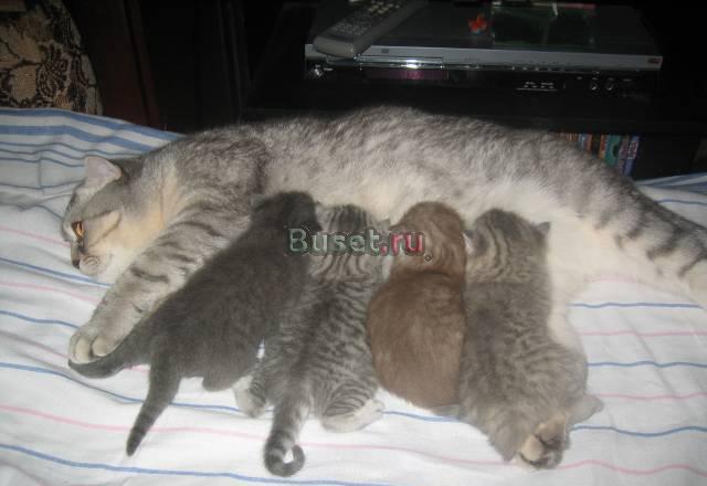 Котята Нижний Новгород