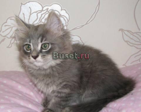 Котята ищут хозяев Москва