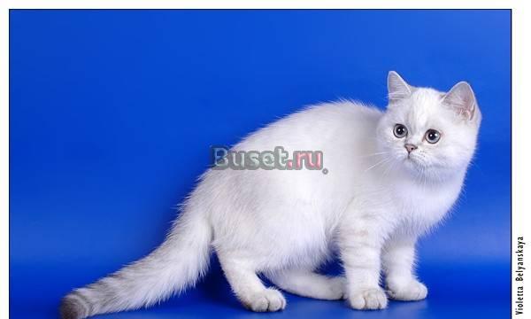 Шотландские котята редких и эксклюзивных окрасов Москва