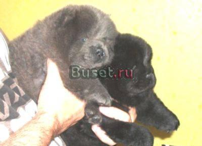Чау-чау девочки чёрного и мальчик голубого окрасо Клин