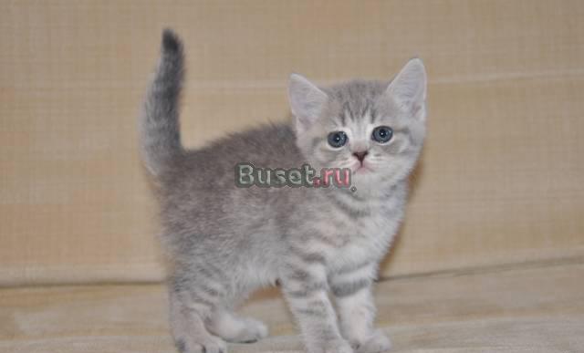 Котята Скотиш-Страйт Санкт-Петербург