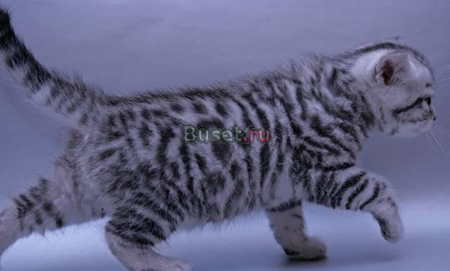 Британские котята ласковые тигрята Санкт-Петербург