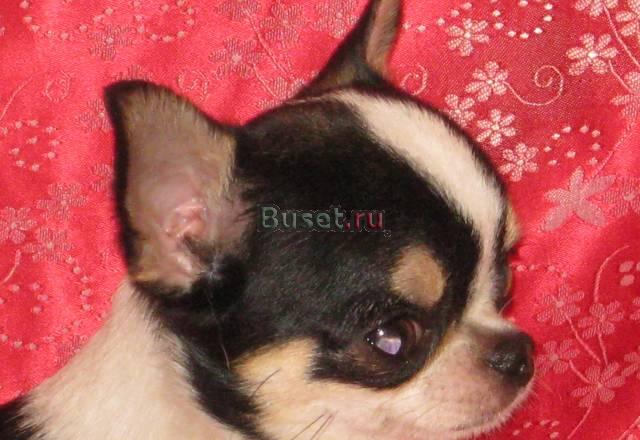 Вязка чихуа. г/ш супер-мини кобель редкой красоты Санкт-Петербург