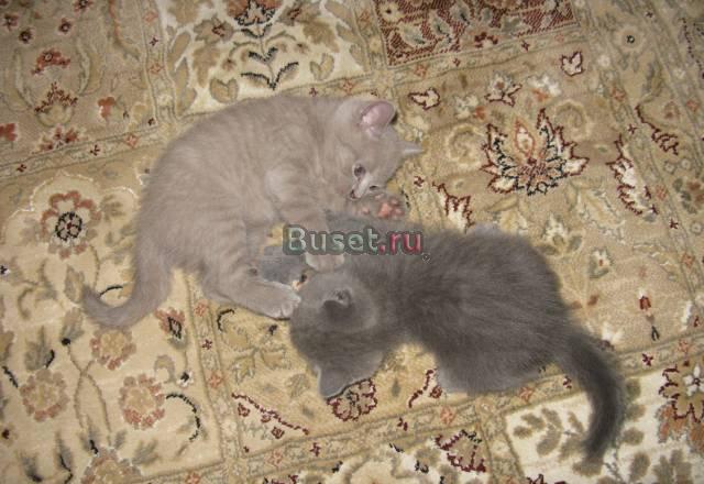 Британская короткошерстная Санкт-Петербург