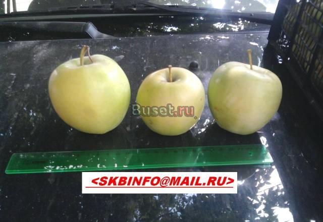 Продам оптом яблоки Краснодар