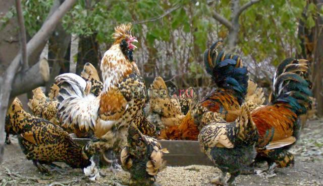 Павловские куры. Молодняк , яйцо декоративных кур Барнаул
