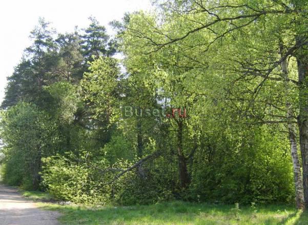 Участок в Приозерском р-не Санкт-Петербург