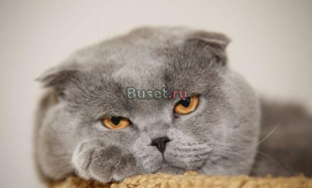 Котята Британские и веслоухие Москва