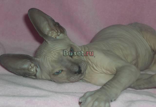 Котята  донского  сфинкса-резервирование Санкт-Петербург