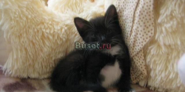 Отдам в хорошие руки кошечку Подольск