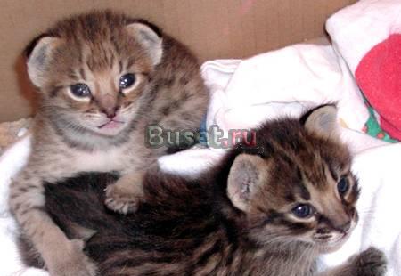 Саванна бенгальских котята на продажу Хабаровск