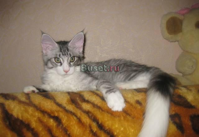 Котенок Румба мейн кун Москва