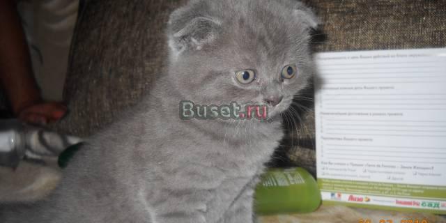 Шотландские вислоухие котятки-мальчики Москва