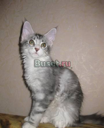 Котенок Ракушка мейн кун Москва