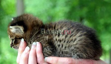 Саванна бенгальских котята на продажу Шира