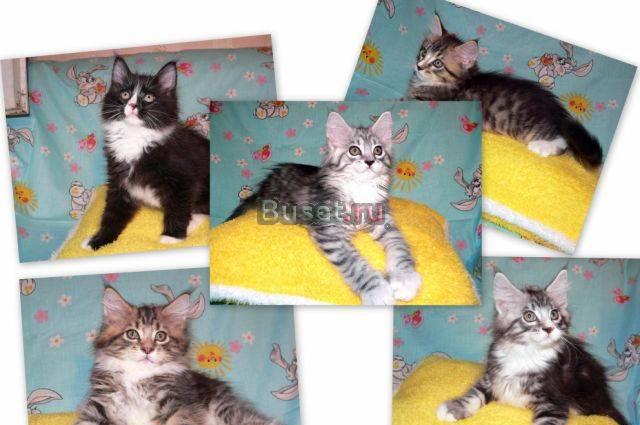 Котята породы мейн-кун Москва