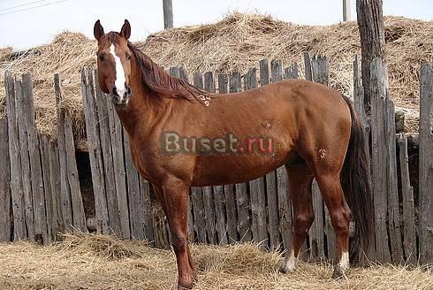 Продаю лошадку Краснодар