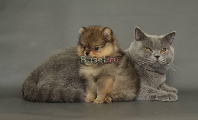 Британские мраморные пятнистые однотонные котята Череповец