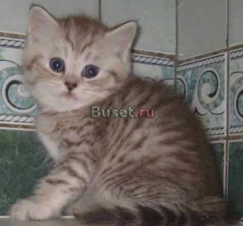 Шотландские котята, хайленды и страйты Москва