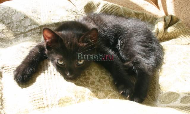 Отдадим котенка (наполовину европейский коротк.) Санкт-Петербург