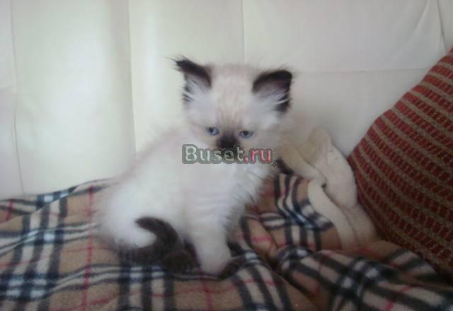 Котята невские маскарадные Москва