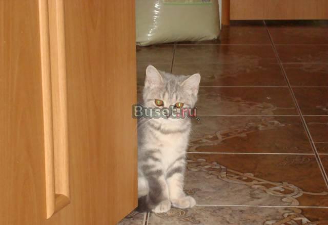 Шотландские котята Челябинск