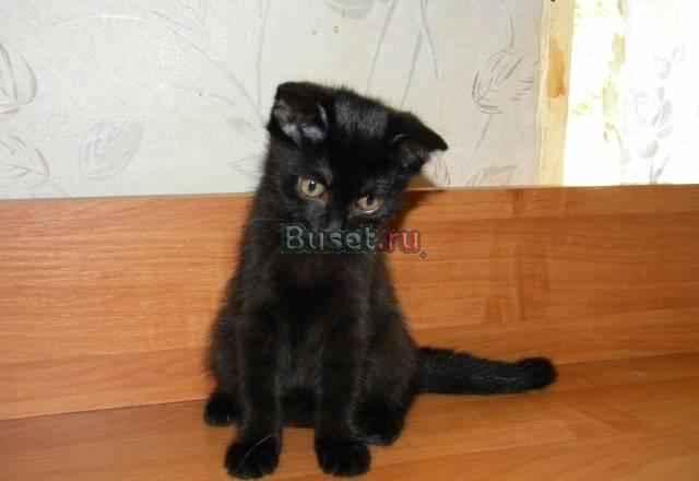 Шотландская вислоухая кошечка Москва