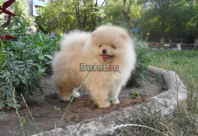 Щенок шпица Челябинск