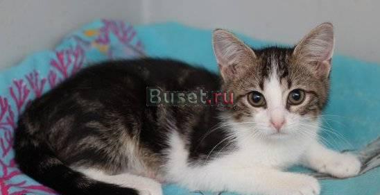 Котенок-девочка в добрые руки Санкт-Петербург