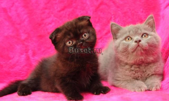 Британские и шотландские котята Климовск