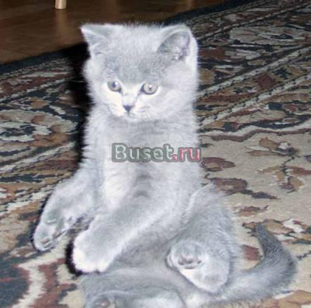 Приглaшаем выбрать cебе кoтенка Москва