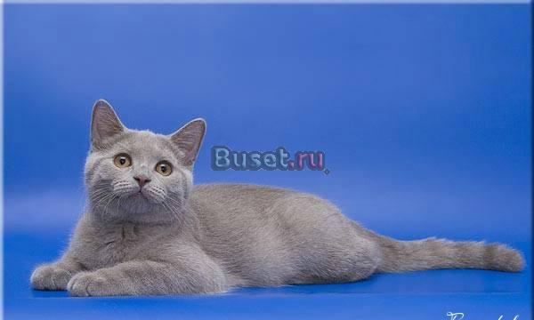 Чистокровные британские котята Воронеж