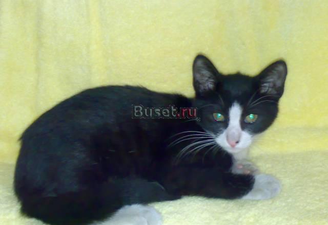 Котёнок 3, 5 месяца чёрный зеленоглазый Москва