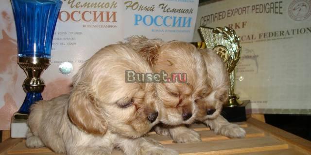 Американский кокер -спаниель Санкт-Петербург