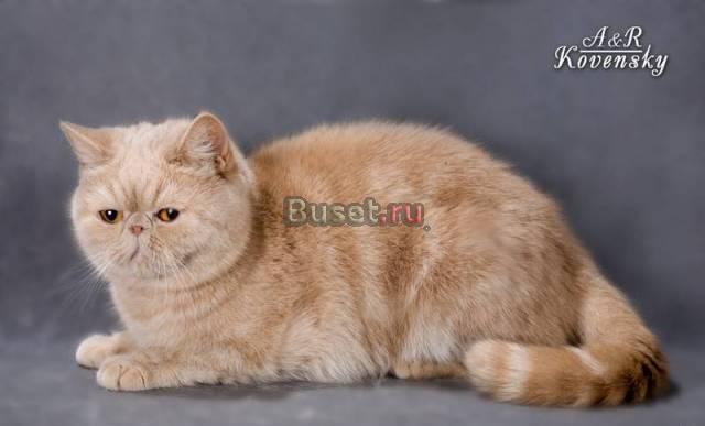 Кошка экзотическая Санкт-Петербург