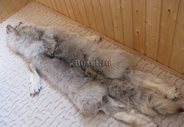 Продается шкура волка Москва