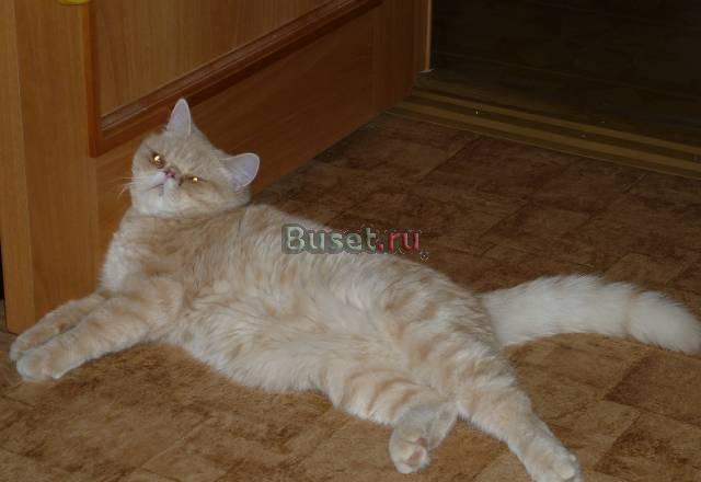 Плюшевый экзот приглашает на вязку Дзержинск