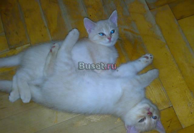 Британские котята,окрас тэбби.не дорого Краснодар