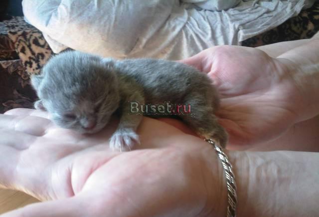 Шотландские котята фолд и страйт Санкт-Петербург