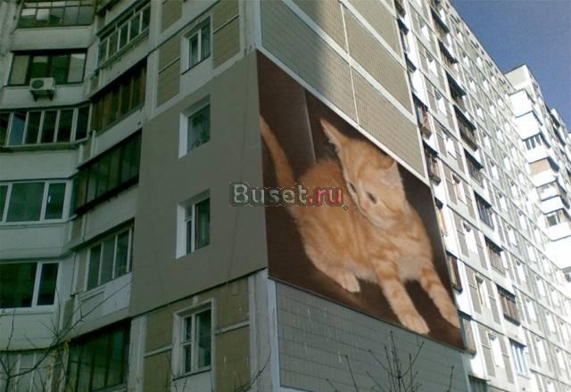Британские, шотландские котята Москва