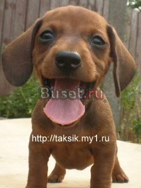 Карликовая такса щенки Москва