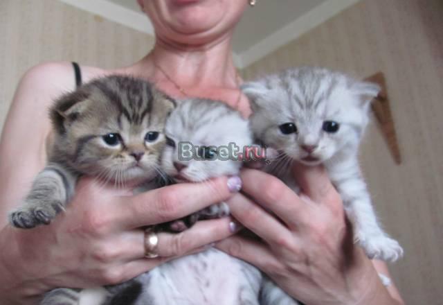 Продам вислоухих котят Смоленск