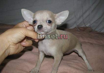 Чихуахуа щенки - окрасы на выбор Москва