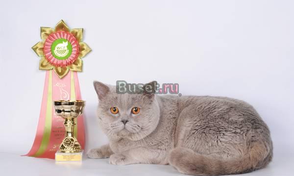 Британские котята Москва