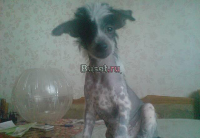 Голые Китайские хохлатые Волгоград