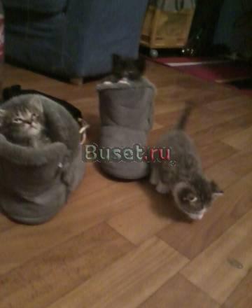 Отдадим котят бесплатно в хорошие руки) Санкт-Петербург
