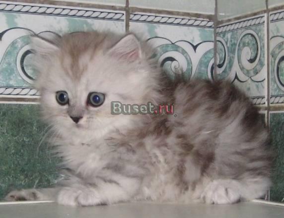 Шотландские котики  хайленды и страйты Москва