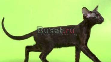 Ориентальные котята Москва