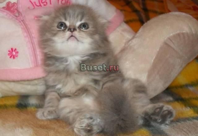 "Гламурчик"шотландский вислоухий шоу класса Москва