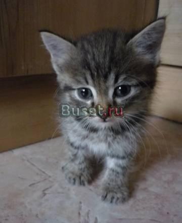 Отдам очень одинокого котенка Новосибирск